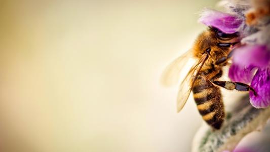 蜜蜂壁纸