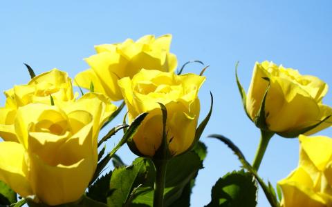 黄玫瑰高清