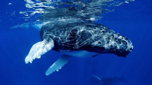 鲸鱼动物宽屏壁纸