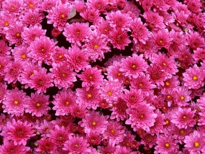 深粉红色的花朵