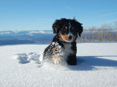 伯恩山犬小狗在雪壁纸
