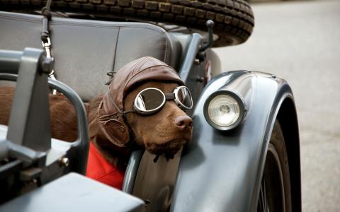 可爱的狗飞行员眼镜壁纸