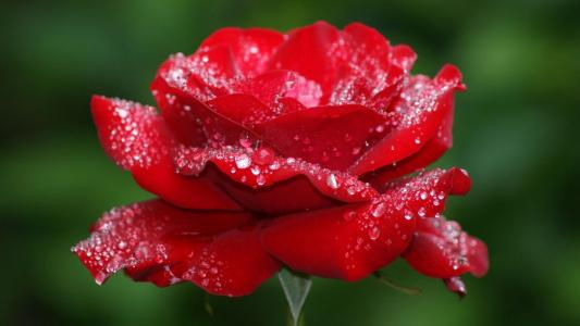 红玫瑰花卉图片