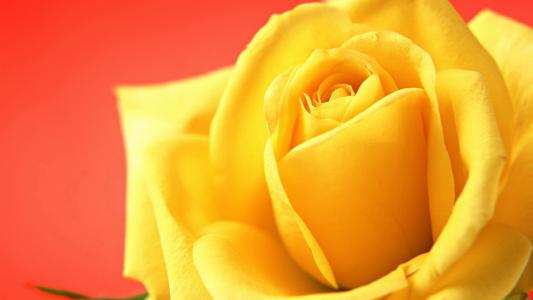 令人惊叹的黄玫瑰