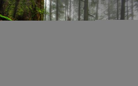 HDR森林背景