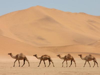 骆驼计算机壁纸照片