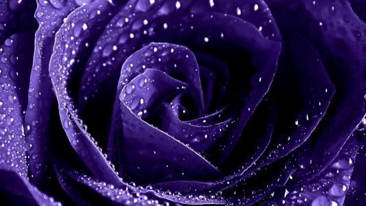 紫玫瑰壁纸