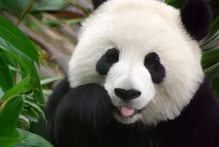 可爱的熊猫壁纸