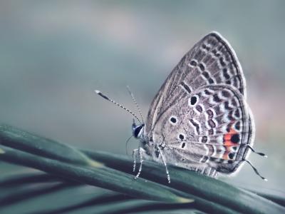 漂亮的灰蝶