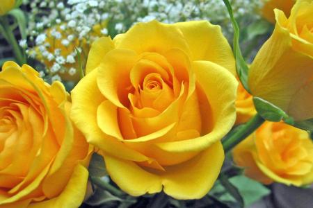 可爱的黄玫瑰