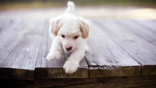 木板墙纸的可爱的狗