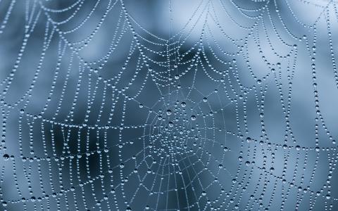 湿蜘蛛Web壁纸