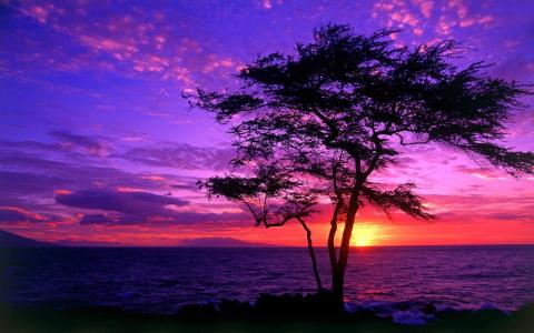 紫色日落