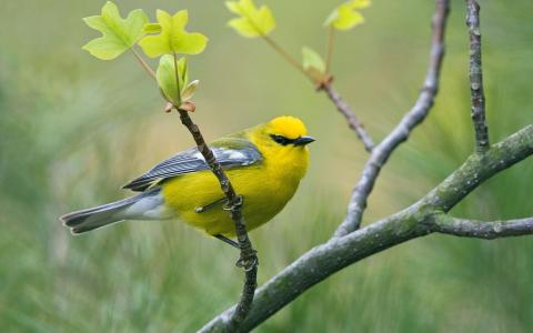 黄色的鸟类壁纸