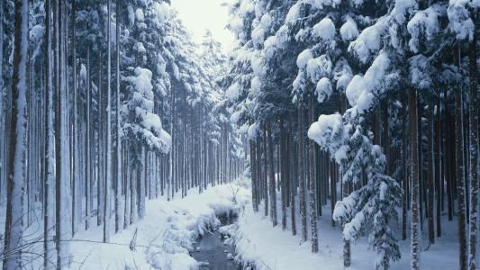 冻结的森林