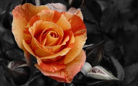 橙色玫瑰