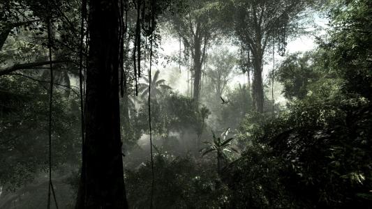 雨林壁纸