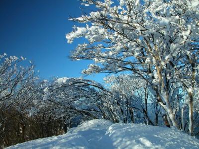 多雪的树木图片