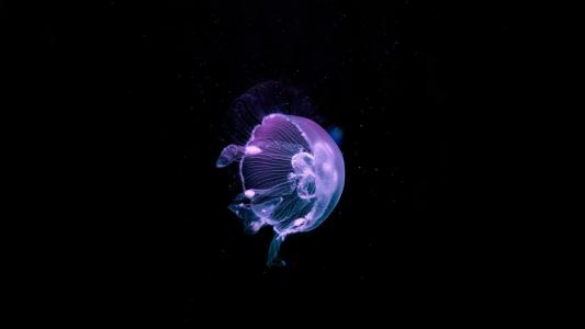 奇妙神奇的海洋生物水母