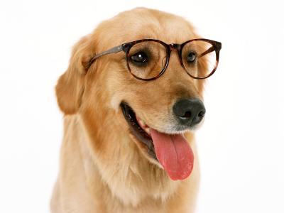 狗戴眼镜壁纸