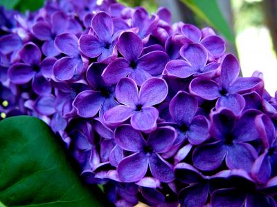 紫色的花朵