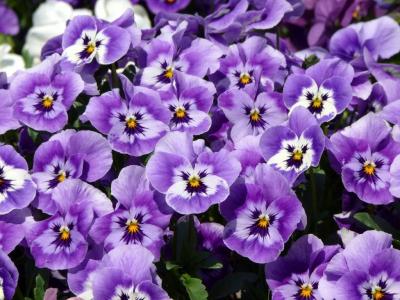 三色紫罗兰图片