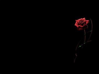 黑色的红玫瑰微距