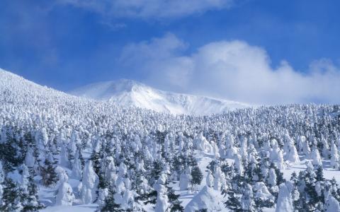 多雪的树木背景