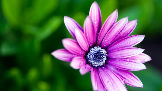 紫色雏菊