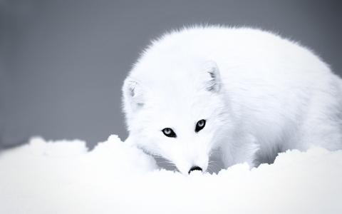 美丽的北极狐狸