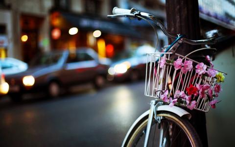 自行车篮花街头壁纸