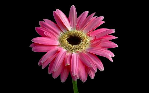 明亮的粉红色花朵壁纸