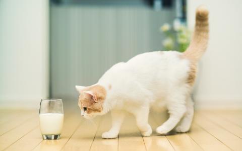 猫接近牛奶壁纸