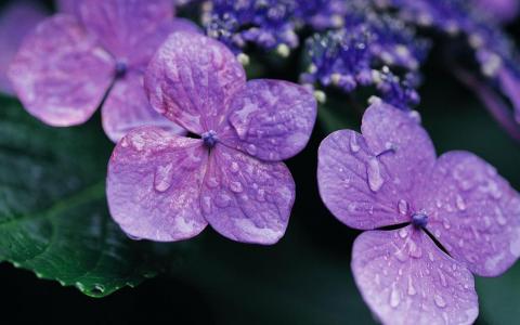 紫罗兰色花