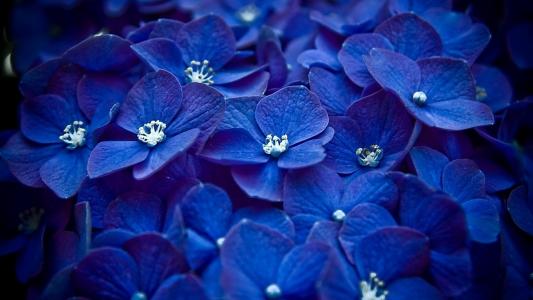 蓝色八仙花属墙纸