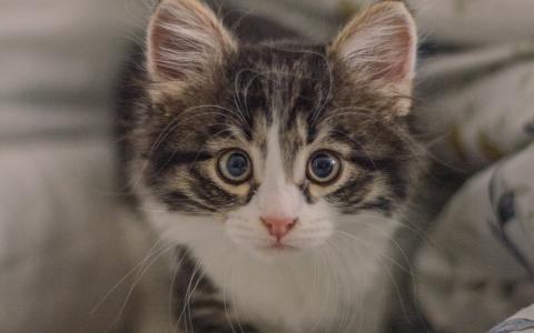 可爱大眼睛的挪威森林猫