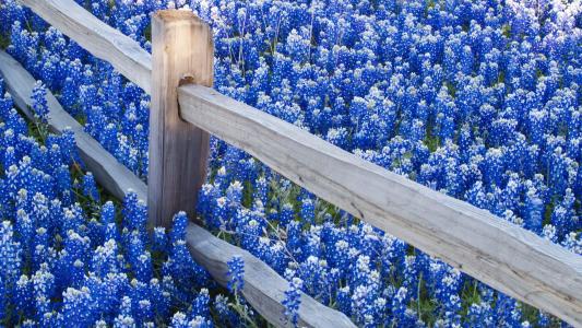 蓝色花朵壁纸