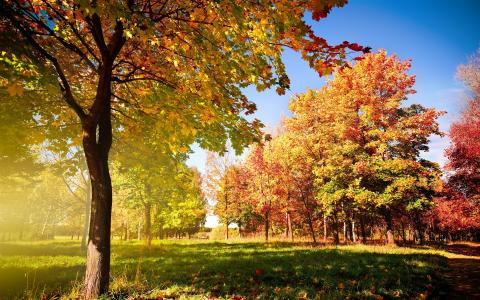 美丽的秋天树木