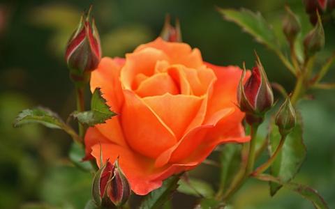 美丽的橙色玫瑰
