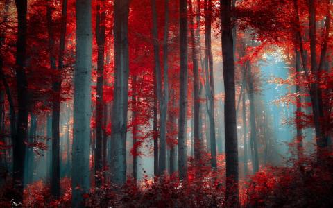 红色的森林