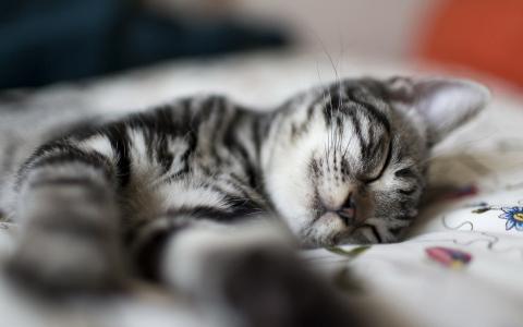 梦幻般的睡猫壁纸