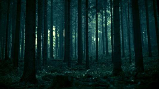 黑暗的森林