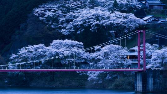 日本樱花树壁纸