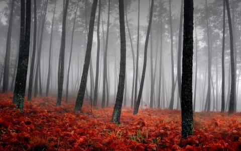 红色森林背景