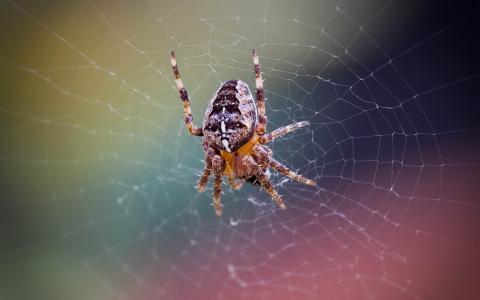 蜘蛛网壁纸