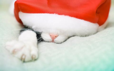 圣诞老人帽子猫宽屏壁纸