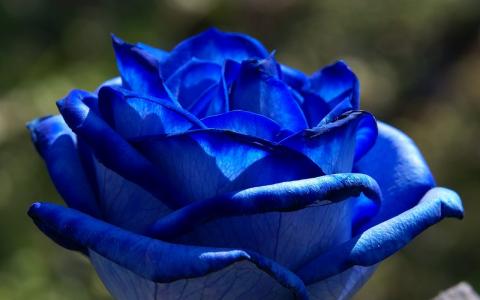 蓝色的玫瑰花朵