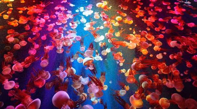 欢乐海底彩色水母图片