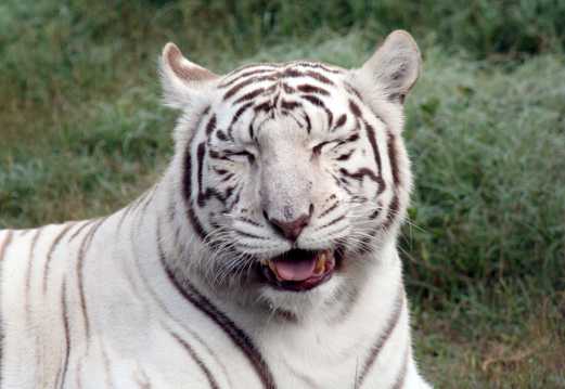 高清白色老虎图片