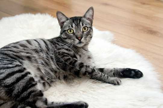 躺在地毯上的小猫图片